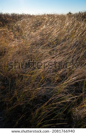 Waving seagrasses growing over the sand dunes. Autumn landscape on the coastal cliff on Cape Cod, Massachusetts.