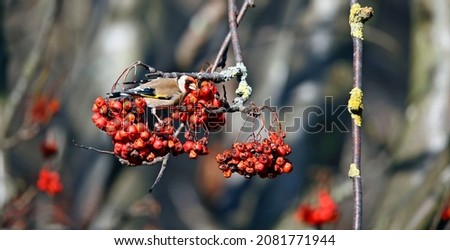 Goldfinches feasting on rowan berries