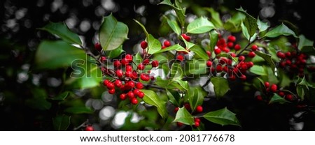 Panoramic view of Holly tree berries and green leaves on blurred background.