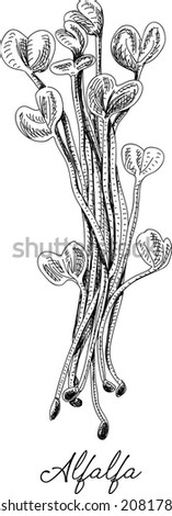 Hand drawn illustration of Medicago sativa plant, Lucerne, alfalfa. Royalty-Free Stock Photo #2081782759