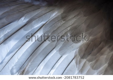 a bird wing in the detail