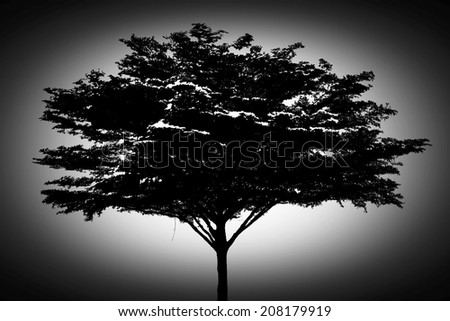 Black tree silhouette isolated  with space image vignetted.