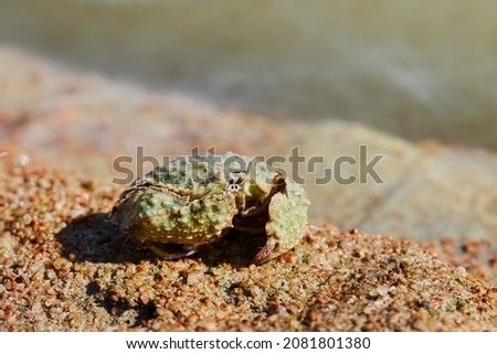 Common box-crab (Calappa philargius, Calappa Calappa) in the sand on the sea beach