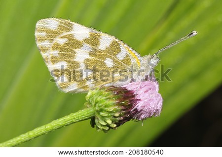 Beautiful white butterfly, a common insects, close-up pictures, in the north of China  