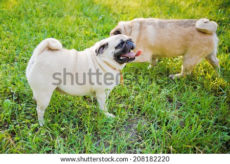 Two pugs walking on a grass in a summer park.