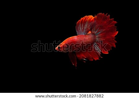 red rosetail betta fish isolated on black