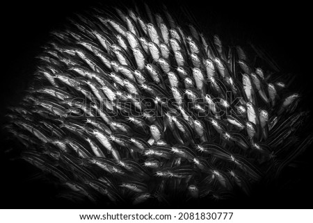 Plotosus lineatus, common name striped eel catfish or coral catfish, is a species of eeltail catfishes belonging to the family Plotosidae. Scubad diving Kata Beach, Phuket, Thailand