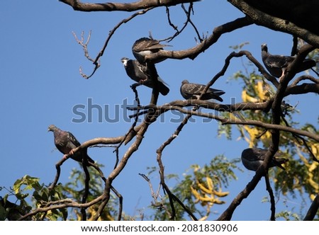 Picture of pigeons relaxing in a tree