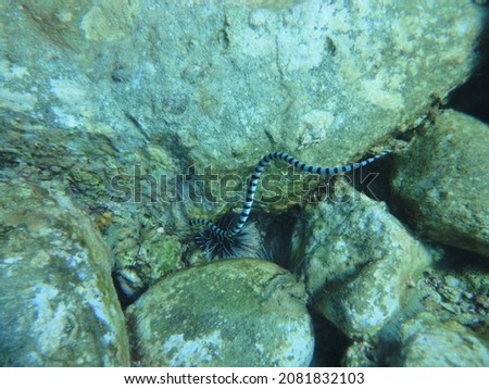 Sea kraits are a genus of venomous elapid sea snakes, Laticauda. They are semiaquatic, and retain the wide ventral scales typical of terrestrial snakes for moving on land