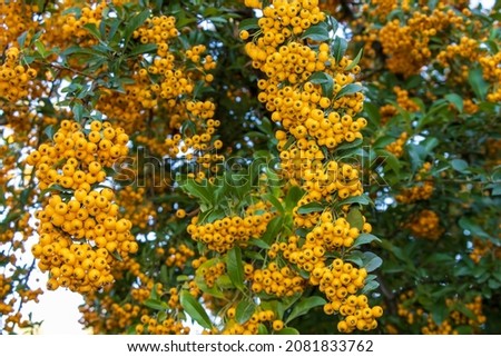 Picture of colofur yellow garden