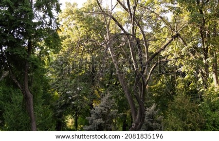 Landscape picture of forest foliage