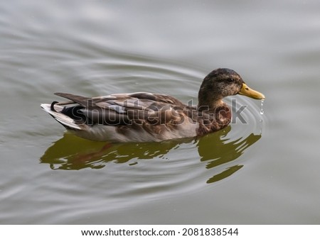 Picture of duck swimming in a lake