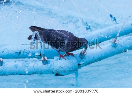 Picture of pigeon drinking water from the fountain