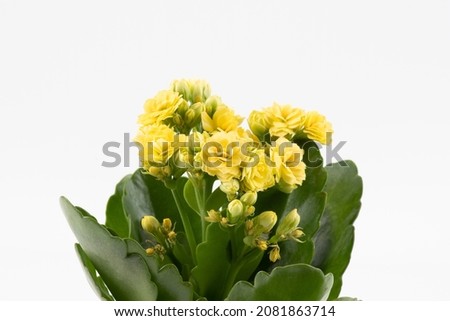 Kalanchoe yellow  on a white background. Kalanchoe flowering yellow bouquet isolated on white background. Royalty-Free Stock Photo #2081863714