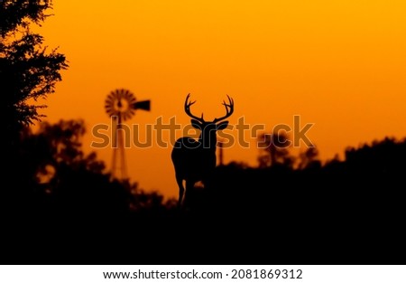 Silhouette Whitetail Deer Buck at sunset in Texas farmland Royalty-Free Stock Photo #2081869312