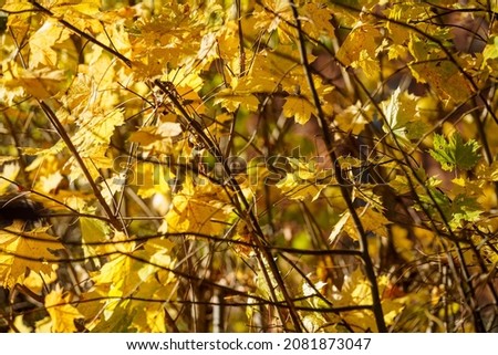 yellow golden autumn leaves abstract background image