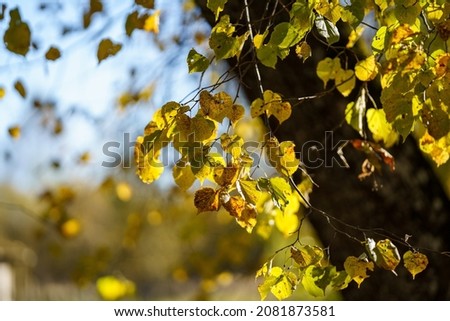 yellow golden autumn leaves abstract background image