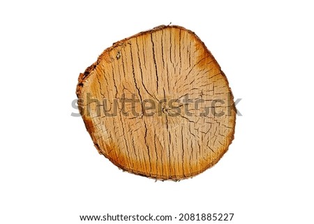 birch log cut isolated on white background. High quality photo
