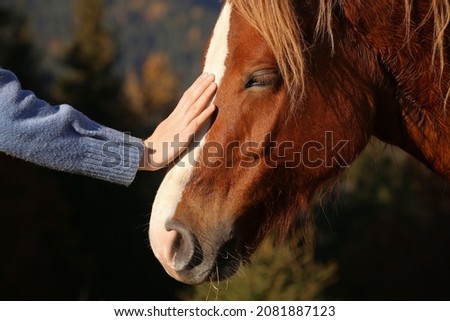 Woman petting beautiful horse outdoors on sunny day, closeup