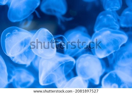 Closeup of Sea Moon jellyfish translucent blue light color and dark background. Aurelia aurita swimming underwater shots glowing jellyfish moving in water pattern.
 Royalty-Free Stock Photo #2081897527
