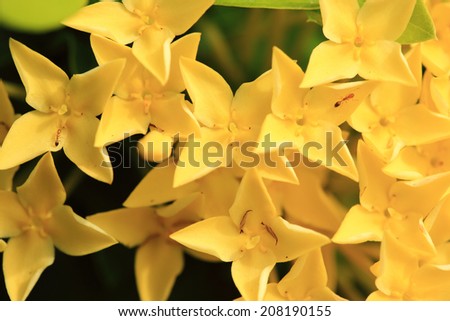 Yellow ixora and ant over green background