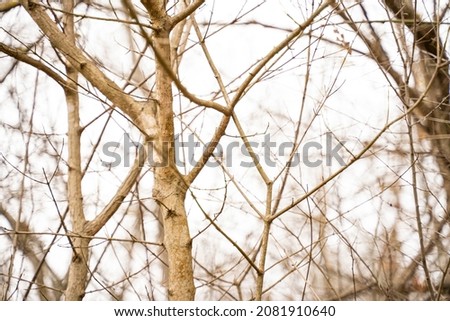 Tree branches in the fall. Beautiful gold colours, picture for background. Seasonal. Selected focus.
