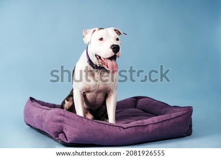 American Staffordshire Terrier with his bed and lovely toys. Dog portrait. Dog photography. Dog is a best friend forever. Dog isolated. Beautiful Staffordshire Terrier. Strong and smart