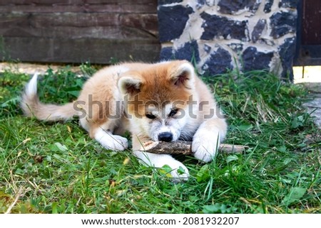 Akita inu puppy plays with a wooden stick on the green grass, sharpens his teeth. Outdoor games with pets. Japanese dog, Spitz