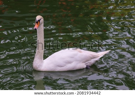 Beautiful mute swan, Cygnus olor, swimming in the lake during spring sunny day. Picture is taken on the pond in clear . White swan, symbol of the grace, peace and love.