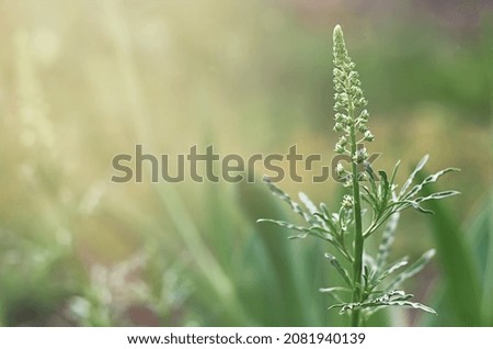 green plant on a blurry background
