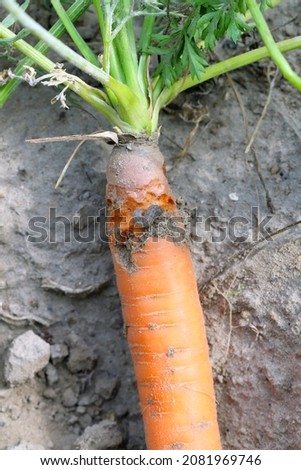 Carrot root damaged by a caterpillar of moths of the owlet moth family - Noctuidae. They are dangerous pests of various cultivated and ornamental plants.