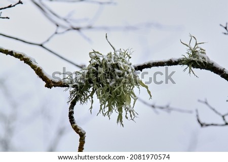 Moss on the branch covered with first snow. Selective focus. High quality photo Royalty-Free Stock Photo #2081970574