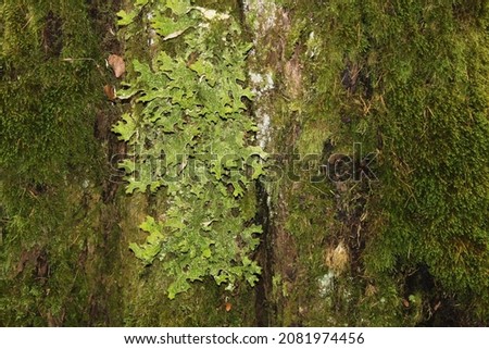 Trunk of an old tree covered with moss. Selective focus. High quality photo Royalty-Free Stock Photo #2081974456