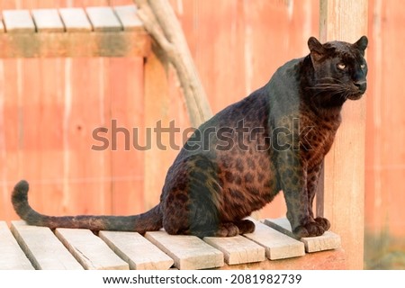 Spotted panther, dangerous predator, panther in the zoo, limpopo zoo.