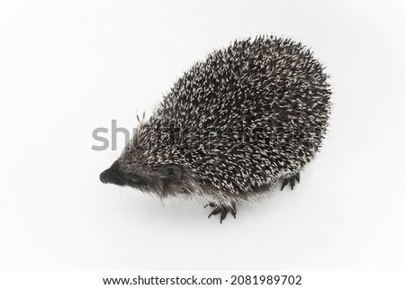Hedgehog is a spiny animal of wild nature mammal on a white background.
