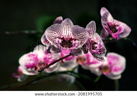 White with red dot stripes orchid flower with dark background