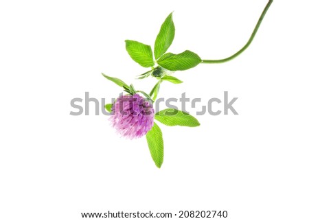 Head of red clover flower with leaves isolated on white 