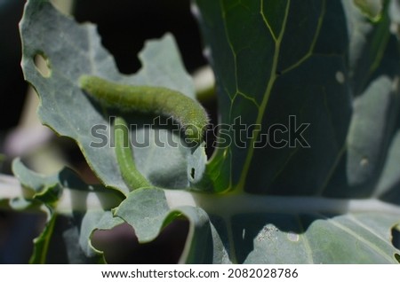 Eaten leaf of broccoli by Cabbage white butterfly larva, caterpillar pest. Pieris rapae larva. Brassica plant pest. 