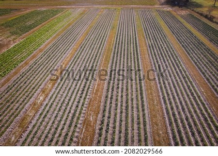 Aerial drone view over vertical raised farm beds for autumn vegetable growth in North Florida