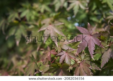 Close up maple leaves in autumn season, with green and red color, at Japan.  