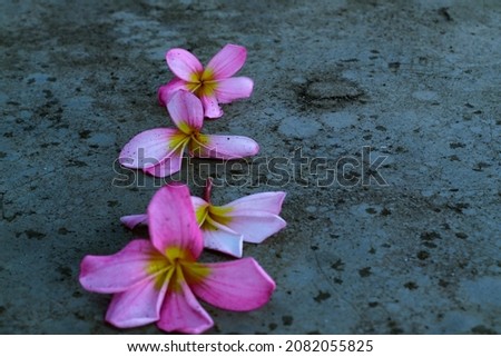 pink frangipani flowers scattered on the floor. Select focus
