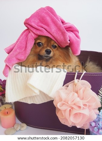 pomeranian​ dog​ banner with different dogs taking a bath