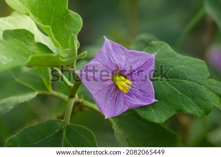 Flowers of the eggplant in the garden. closeup