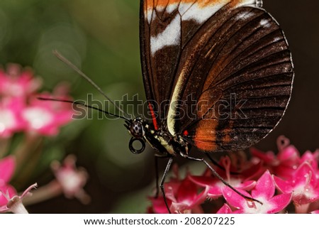 Photo of a beautiful colorful butterfly at work