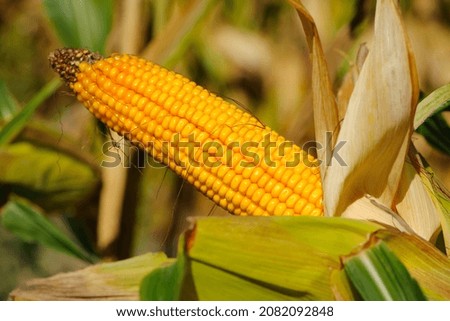 ears of corn and green leaves on a field background close-up. farm, A selective focus picture of corn cob in organic corn field. concept of good harvest, agricultural, yellow corn kernels