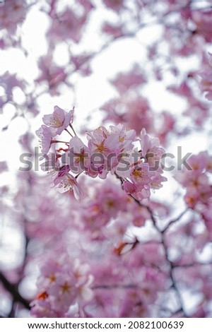 sakura season in hokkaido japan 