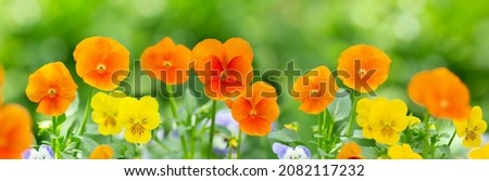 colorful pansy flowers in a garden on a green background