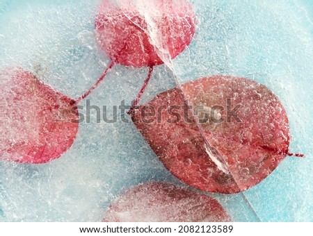 Dark red autumnal leaves frozen in a block or ice, macro background
