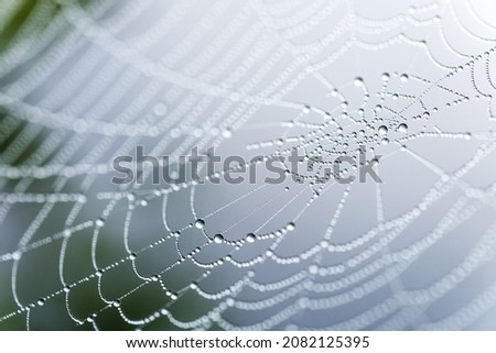 Cobweb or spiderweb natural rain pattern background close-up.Blur view lines, spider web necklace.Cobweb net texture with morning rain bokeh.Macrophotography of rain Royalty-Free Stock Photo #2082125395