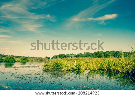 Lake scenery with green rushes